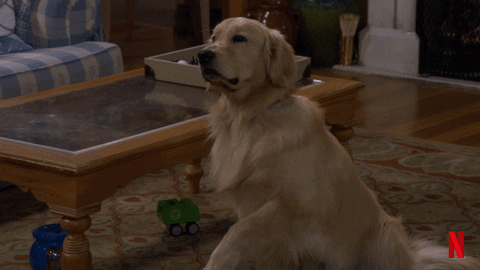 20 Things Every Dog Owner Secretly Does But Would Never Admit to