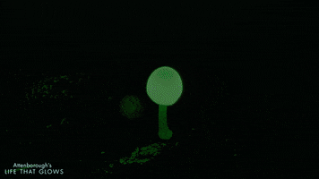 fungi glowing GIF by BBC Earth