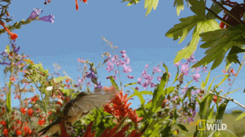 hummingbird yellowstone GIF by Nat Geo Wild