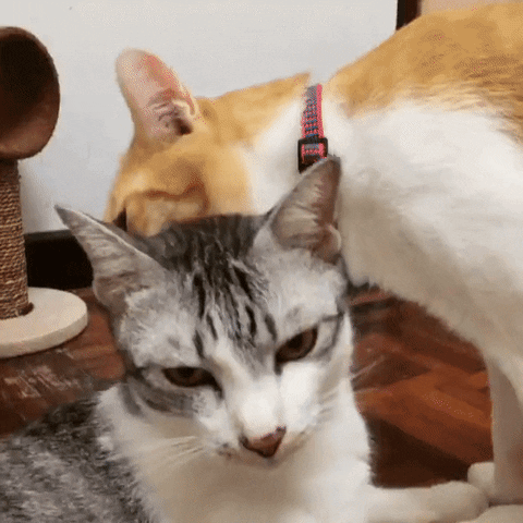 yupgr3dgemvrdxdr  GIF