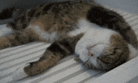 Video gif. Maru the chubby Scottish fold cat sleeps on their back with a happy smile and contentedly flicks their tail.