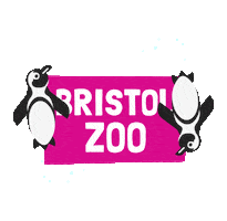 Penguins Bzg Sticker by BristolZooGardens