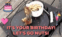 Funny-birthday GIFs - Get the best GIF on GIPHY