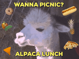 Video gif. An alpaca is staring off into space with various food emojis around it. Text, "Wanna picnic? Alpaca lunch."