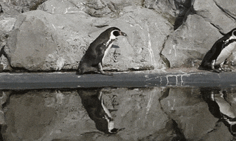 penguin GIF by Planckendael