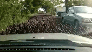 rafiletzter  GIF