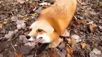 adorable fox GIF