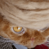 donald trump cat GIF by euronews