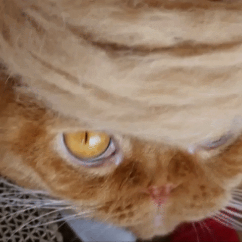Donald Trump Cat GIF by euronews - Find & Share on GIPHY