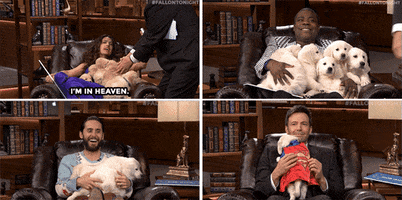 tonight show puppy GIF by The Tonight Show Starring Jimmy Fallon