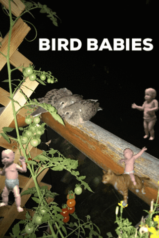 alexmagnin bird babies GIF