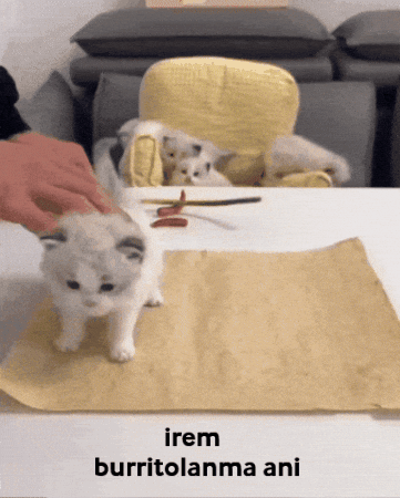 Iroshiime GIF
