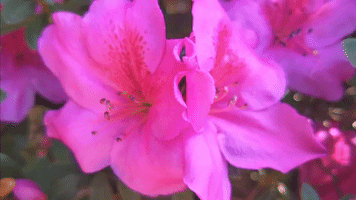 glitch flowers GIF