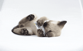Cat Love GIF