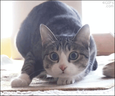 Excited Cat GIF by Demic - Find & Share on GIPHY