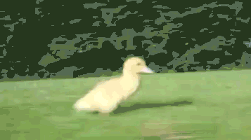 besohat  GIF