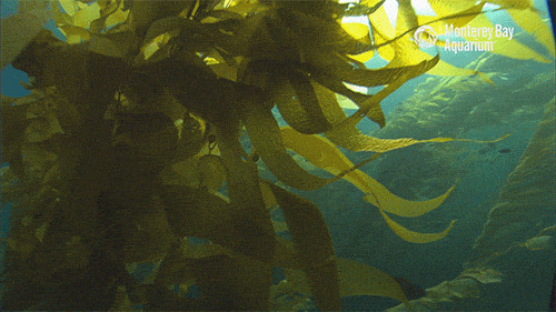 algue dans les fonds marins