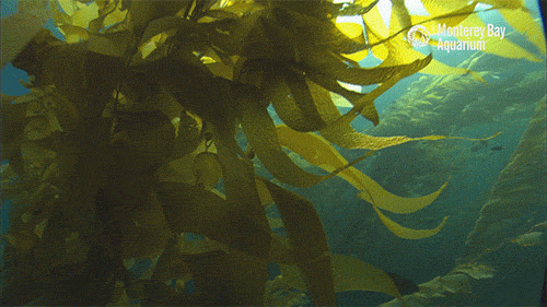 algue dans les fonds marins