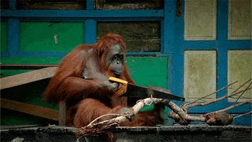 Wild Animals Monkey GIF by PBS