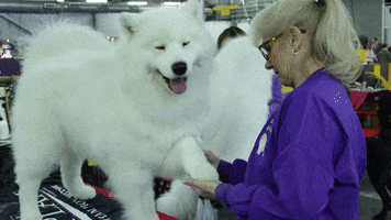 Grooming Westminster Dog Show GIF by Westminster Kennel Club