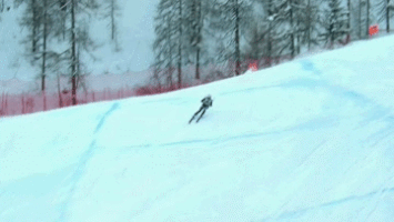 talbotbohemiacardinal  GIF