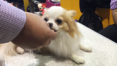 Dog GIF by Westminster Kennel Club - Find & Share on GIPHY