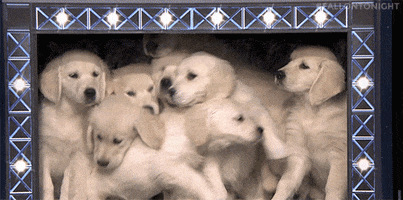 Tonight Show Puppies GIF by The Tonight Show Starring Jimmy Fallon