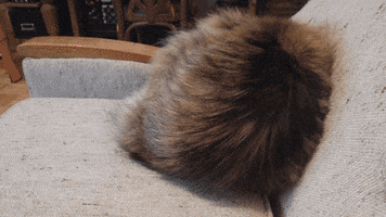 cat chat cute kitty furball fur boulette mouche love winter GIF by Parazitte