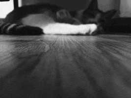 lic raulmeo GIF