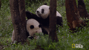 panda hug GIF by Nat Geo Wild 