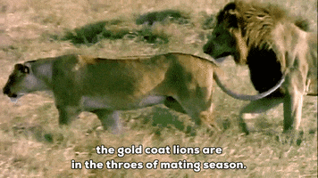lions flirting GIF by South Park 