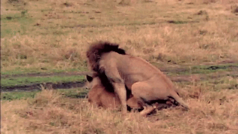 Lion Mating GIF by South Park - Find & Share on GIPHY