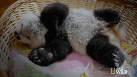 Sleepy Baby Panda GIF by Nat Geo Wild - Find & Share on GIPHY