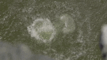 wings reverse GIF by Red Bull