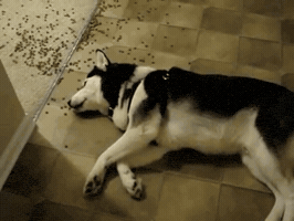 Omigu cat cute dog gif GIF