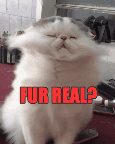 Cat-meme GIFs - Get the best GIF on GIPHY