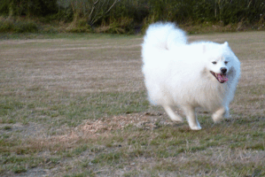 oksettledown fluffistough GIF