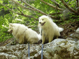 oksettledown givingmomheadaches GIF