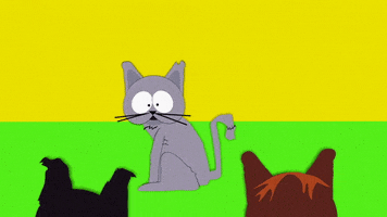 mr. kitty GIF by South Park 