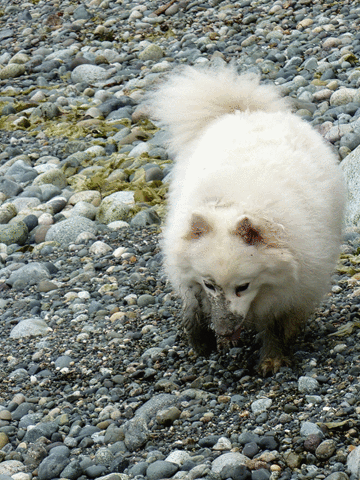 oksettledown superdelicate GIF