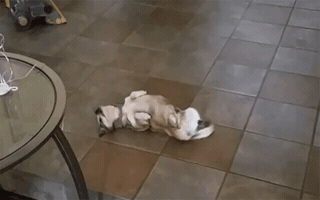 olesiatelegina  GIF