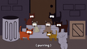 Cats Kitty GIF by South Park