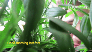 GIF by Vlogumentary