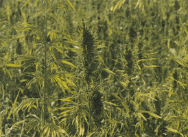 series cannabis GIF by ARTEfr