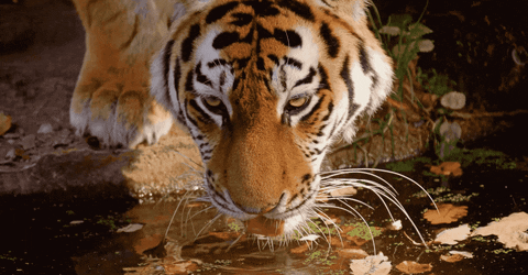 نتيجة بحث الصور عن tiger gif