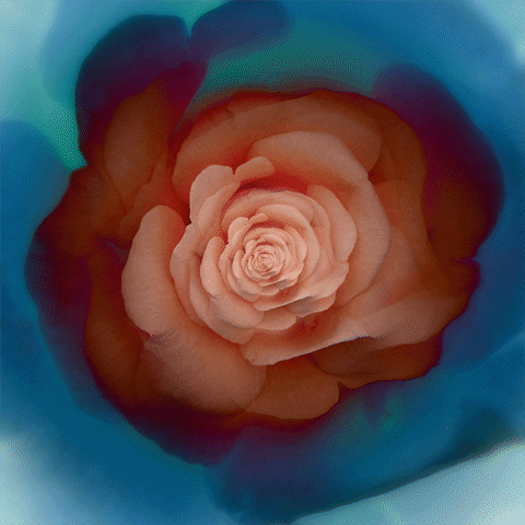 konczakowski beauty blue fall rose GIF