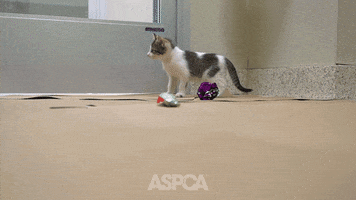 kittens running GIF by ASPCA