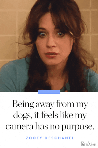 zooey deschanel dogs GIF by PureWow