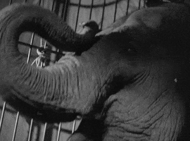 classic film elephant GIF by Warner Archive