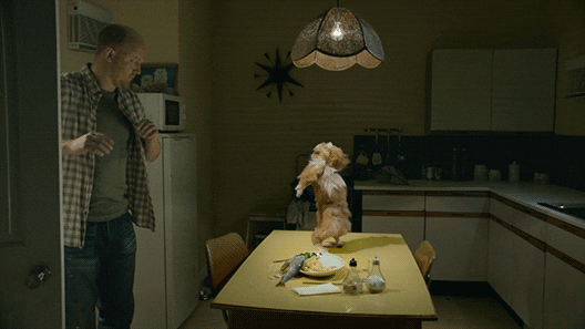43+ Gif Funny Cat Dancing Pictures